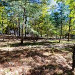 Back wooded area of cabin