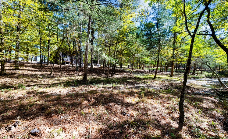 Back wooded area of cabin