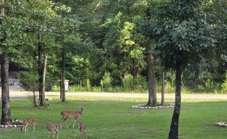 4 deer standing in the front yard of a cabin in Hochatown